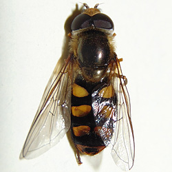 Eupeodes flaviceps
